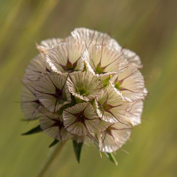 Lomeliosa stellata (Samen) - Sternskabiose