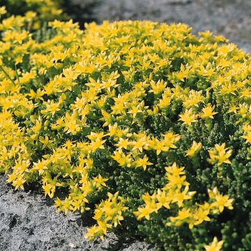 Scharfer Mauerpfeffer (Samen) - Sedum acre