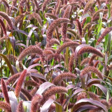 Kolbenhirse Red Jewel Bio (Samen) - Setaria italica