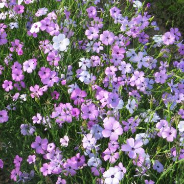 Lichtnelke Patio Mixed (Samen) - Silene oculata