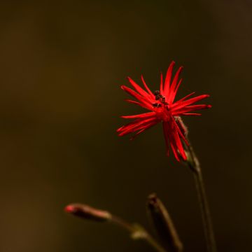 Lichtnelke Jack Flash (Samen) - Silene laciniata