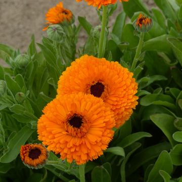 Graines de Souci Corniche d'Or BIO - Calendula officinalis