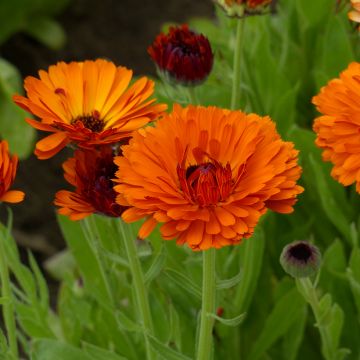 Ringelblume Indian Prince (Samen) - Calendula officinalis