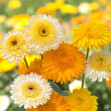 Garten-Ringelblume Kinglet Mix (Samen) - Calendula