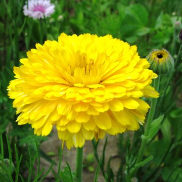 Ringelblume Pacific Beauty Lemon (Samen) - Calendula officinalis