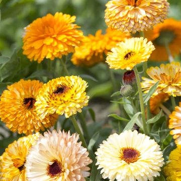 Garten-Ringelblume Playtime Mix - Calendula