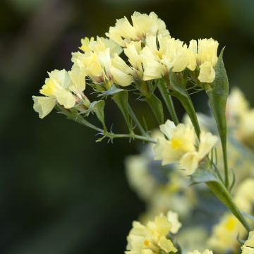 Strandflieder (Samen) - Limonium sinuatum subsp. bonduellei