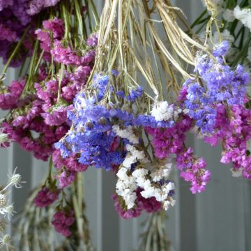 Geflügelter Strandflieder Forever Art Shades (Samen) - Limonium