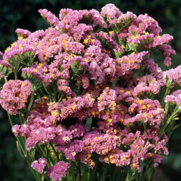 Geflügelter Strandflieder Forever Happy (Samen) - Limonium