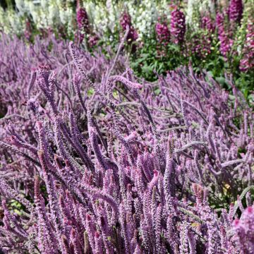 Psylliostachys suworowii (Samen) - Meerlavendel