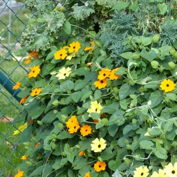 Graines de Suzanne aux yeux noirs en mélange - Thunbergia alata