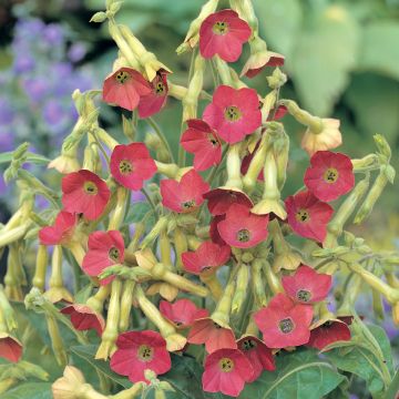 Flügel-Tabak Tinkerbell F1 (Samen) - Nicotiana