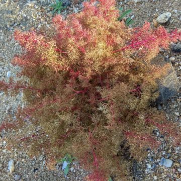 Dysphania aristata Seafoam (Samen)