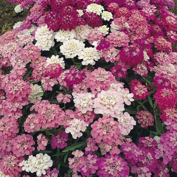 Iberis umbellata Fairy mixed (Samen) - Doldige Schleifenblume