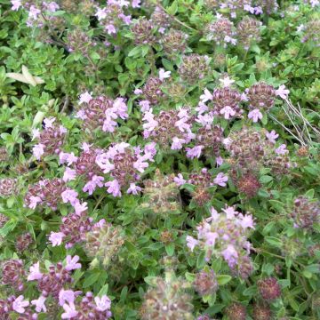 Sand-Thymian Magic Carpet (Samen) - Thymus serpyllum