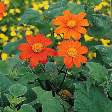 Rundblättrige Tithonie Torch (Samen) - Tithonia rotundifolia