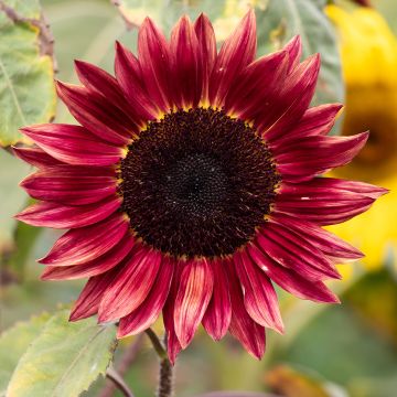 Sonnenblume Desire Red F1 (Samen) - Helianthus