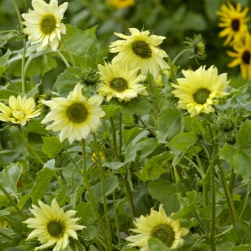 Sonnenblume Italian Green Heart (Samen) - Helianthus debilis subsp. cucumerifolius