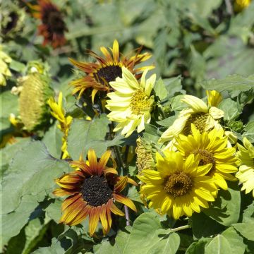 Gemeine Sonnenblume Paquito - Helianthus