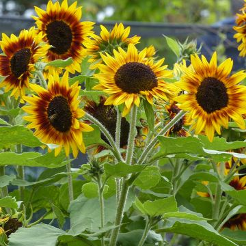 Gemeine Sonnenblume Ring of Fire F1 - Helianthus annuus