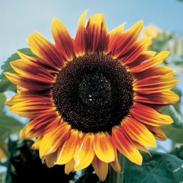 Gemeine Sonnenblume Solar Eclipse F1 - Helianthus