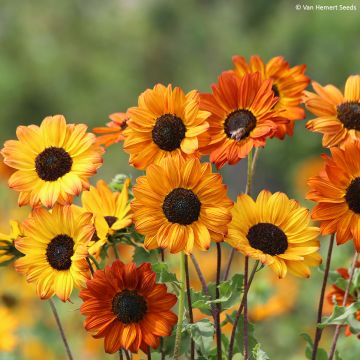 Sonnenblume Soluna Bronze (Samen) - Helianthus