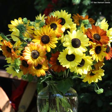 Sonnenblume Soluna Mix (Samen) - Helianthus