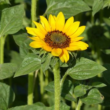 Gemeine Sonnenblume Sonja (Samen) - Helianthus annuus