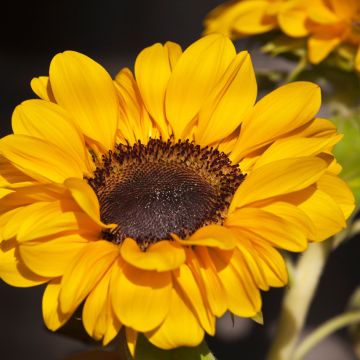 Gemeine Sonnenblume Soraya - Helianthus annuus