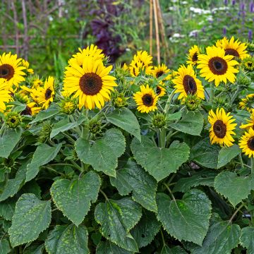 Gemeine Sonnenblume Waooh! - Helianthus