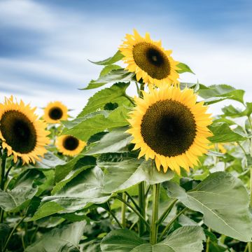 Graines de Tournesol à fleur géante jaune - Helianthus annuus Uniflorus Giganteus