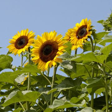 Gemeine Sonnenblume Titan extra-tall - Helianthus