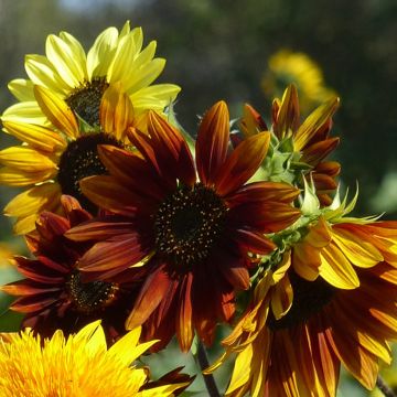 Sonnenblume Autumn Beauty BIO (Samen)- Helianthus annuus