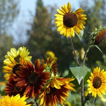 Sonnenblumen Autumn Beauty Mix (Samen) - Helianthus