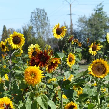 Sonnenblume Inca Empire Mix (Samen)- Helianthus annuus