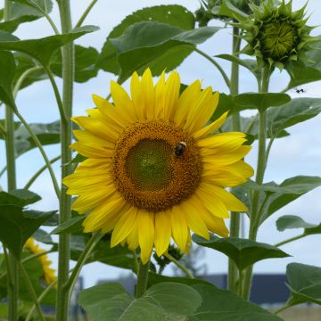 Sonnenblume Peredovick (Samen) - Helianthus