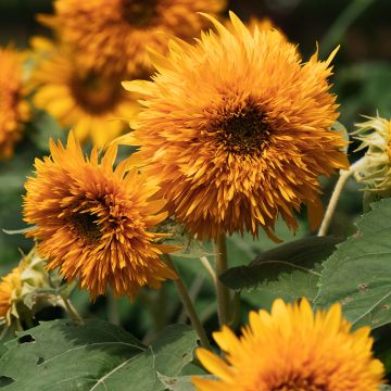 Sonnenblume Firefox (Samen) - Helianthus