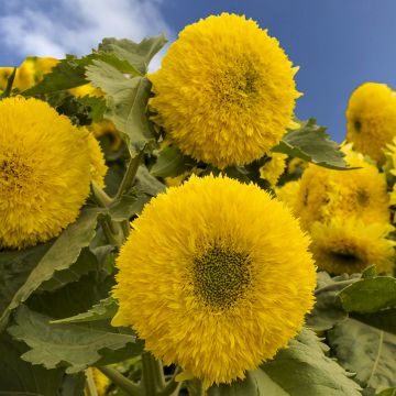 Tournesol nain Ms. Mars - Helianthus annuus Graines