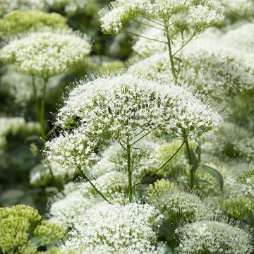 Trachelium caeruleum White Knight (Samen) - Halskraut