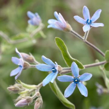 Oxypetalum coeruleum Heavenly Blue (Samen) - Blaue Seidenblume