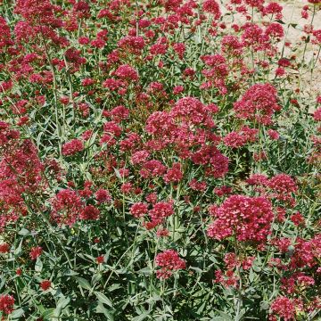 Rote Spornblume Pretty Betsy (Samen) - Centranthus ruber