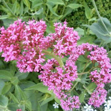 Rote Spornblume Rosato (Samen) - Centranthus ruber