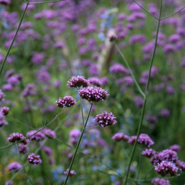 Verbena bonariensis Purple Top (Samen) - Argentinisches Eisenkraut