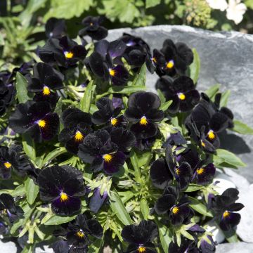 Viola tricolor nigra Blacky (Samen) - Gewöhnliches Stiefmütterchen