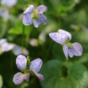 Viola sororia Freckles (Samen) - Pfingst-Veilchen