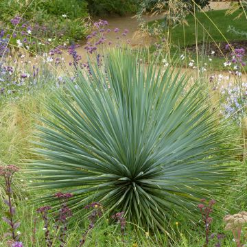 Yucca rostrata (Samen) - Schnabel-Palmlilie