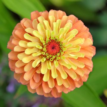 Garten-Zinnie Queen Lime Orange (Samen)