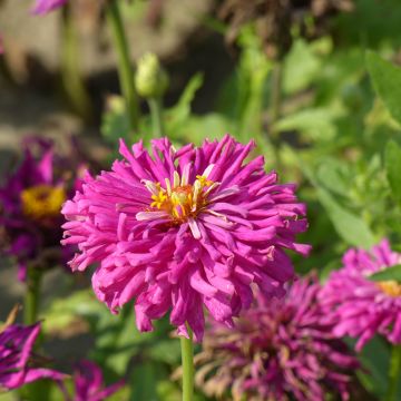 Garten-Zinnie Lilac Empress (Samen)