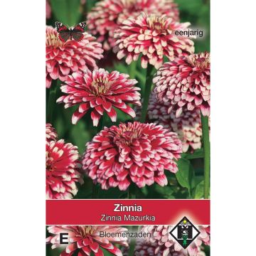 Garten-Zinnie Mazurkia (Samen)