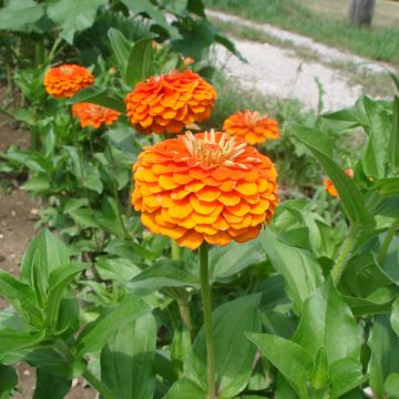 Garten-Zinnie Queen Pure Orange (Samen)